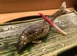 日本料理 太月 2
